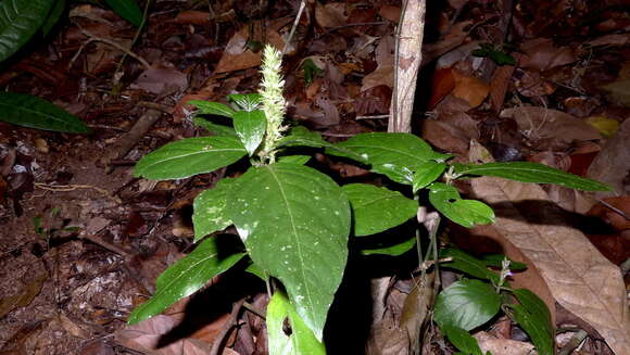 Image of Justicia ilhensis (Moric. ex Nees) A. L. A. Côrtes