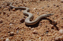 Image of Burton's Legless Lizard