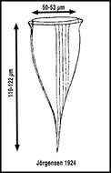 Слика од Rhabdonellidae