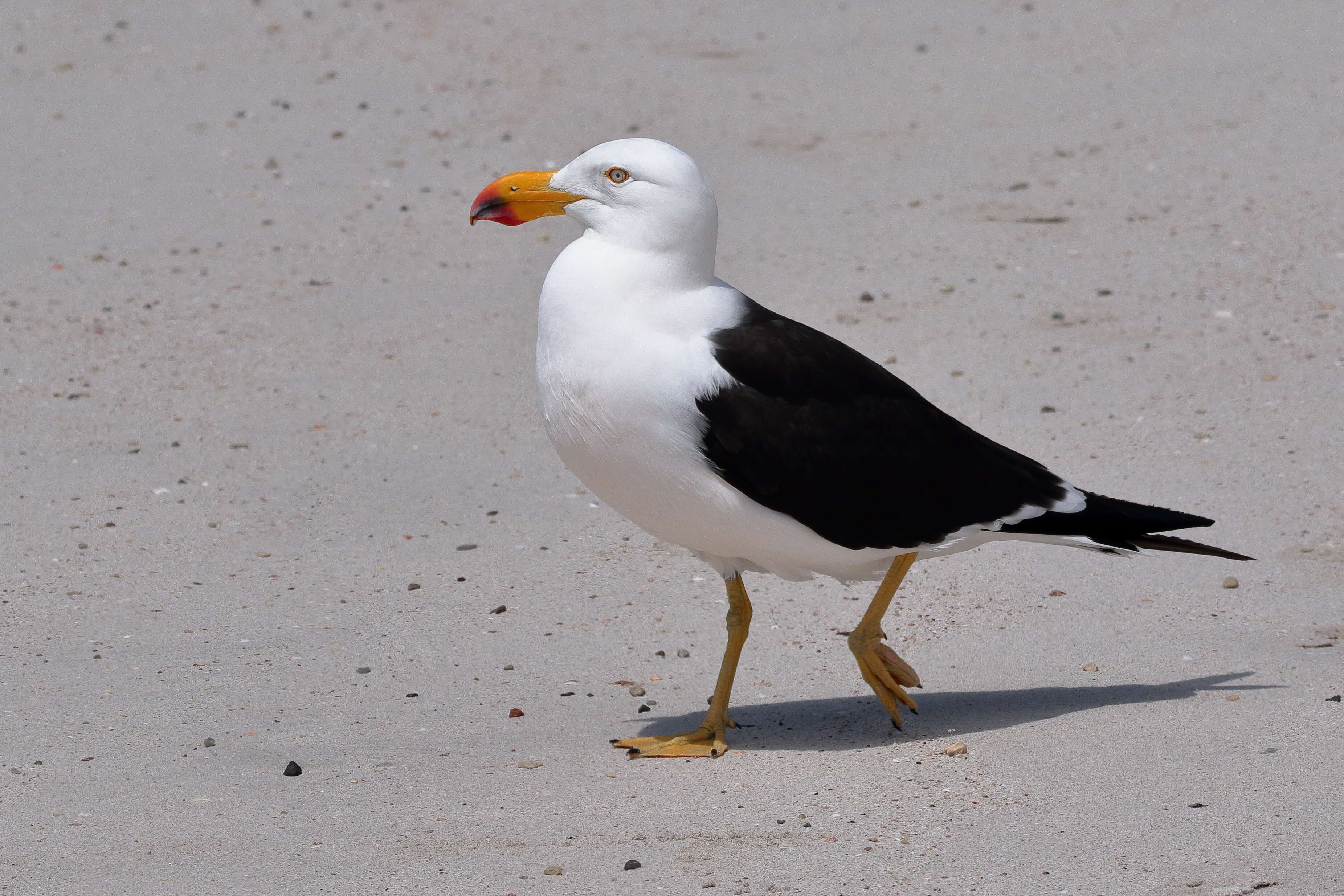 Image of Pacific Gull