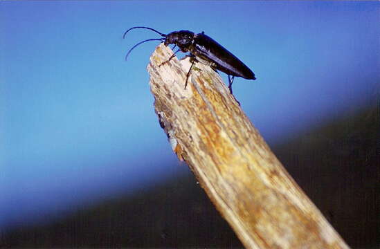 Image of Long-horned beetle