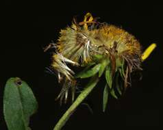 Image of British yellowhead