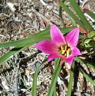 Imagem de Rhodophiala andicola (Poepp.) Traub