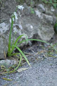 Image of Threecorner leek