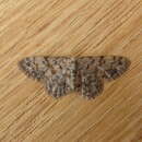 Image of Idaea ferrilinea Warren 1900