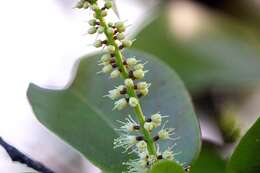 Image of tropical almond