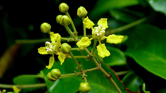 Image of Niedenzuella acutifolia (Cav.) W. R. Anderson