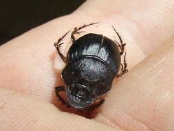 Imagem de Digitonthophagus