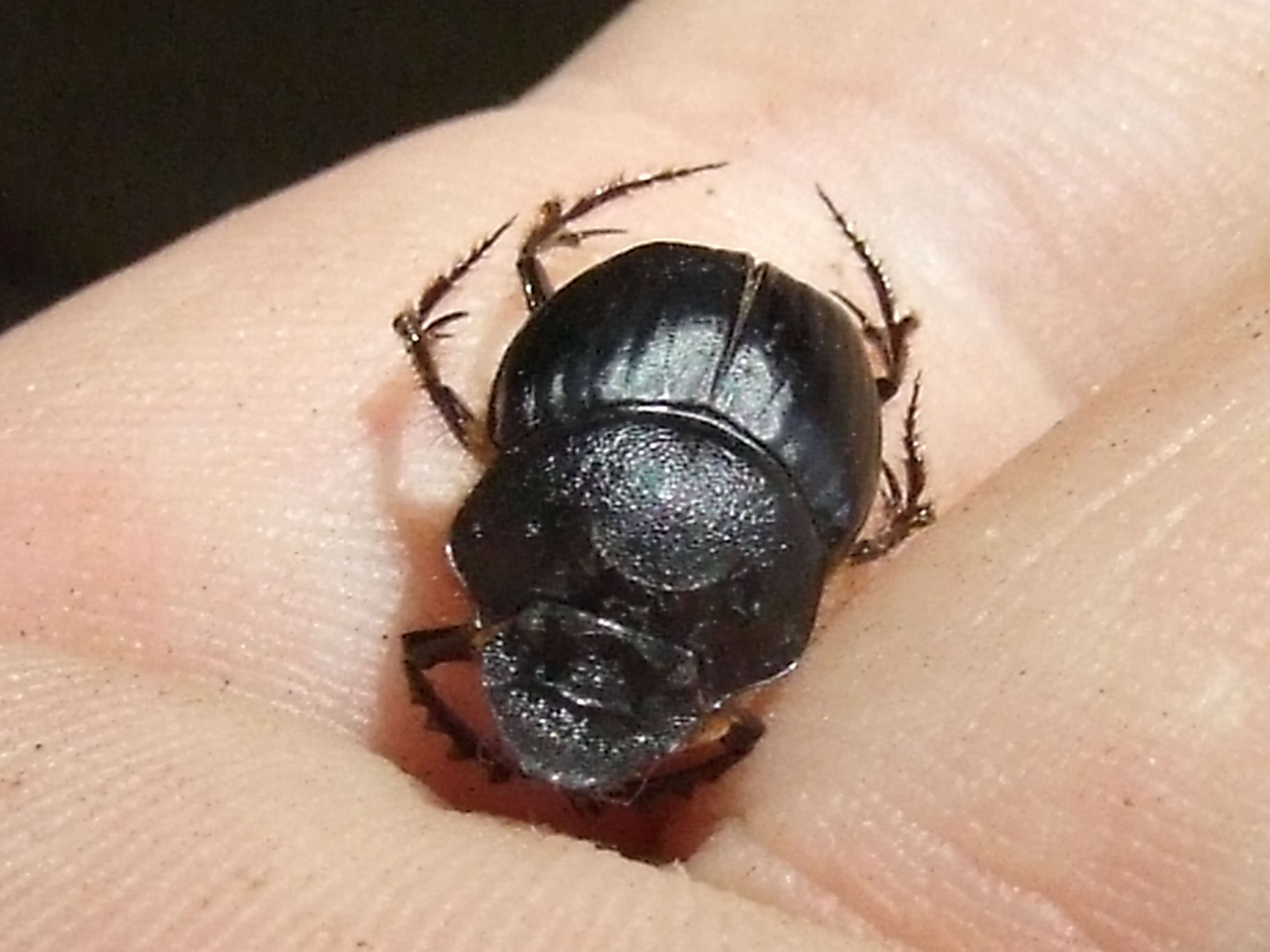 Image of scarab beetles