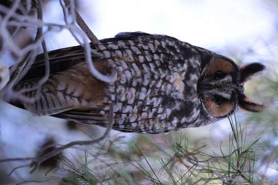 Image of Long-eared Owl