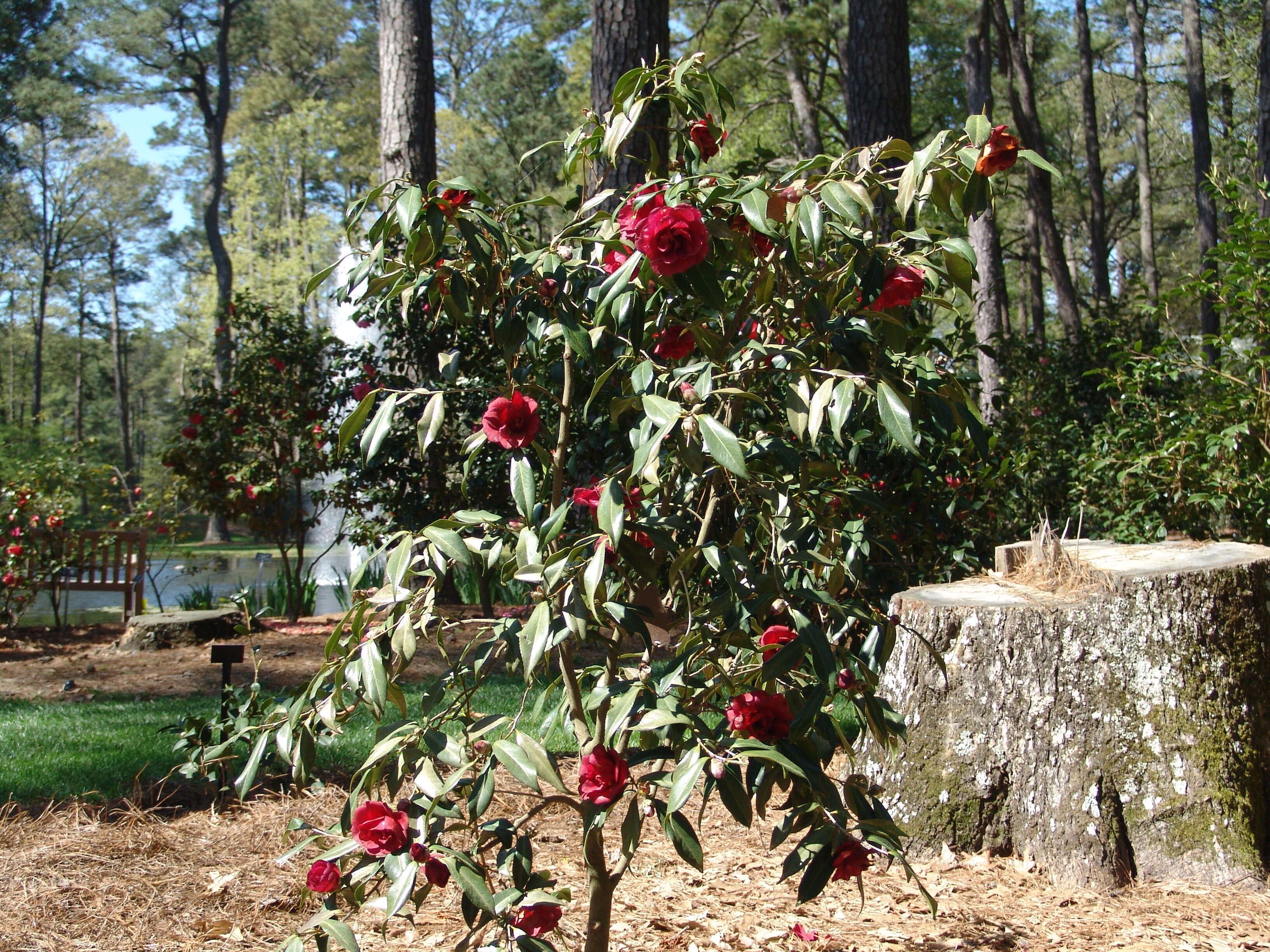 Слика од Camellia japonica L.