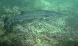 Image of barracudas