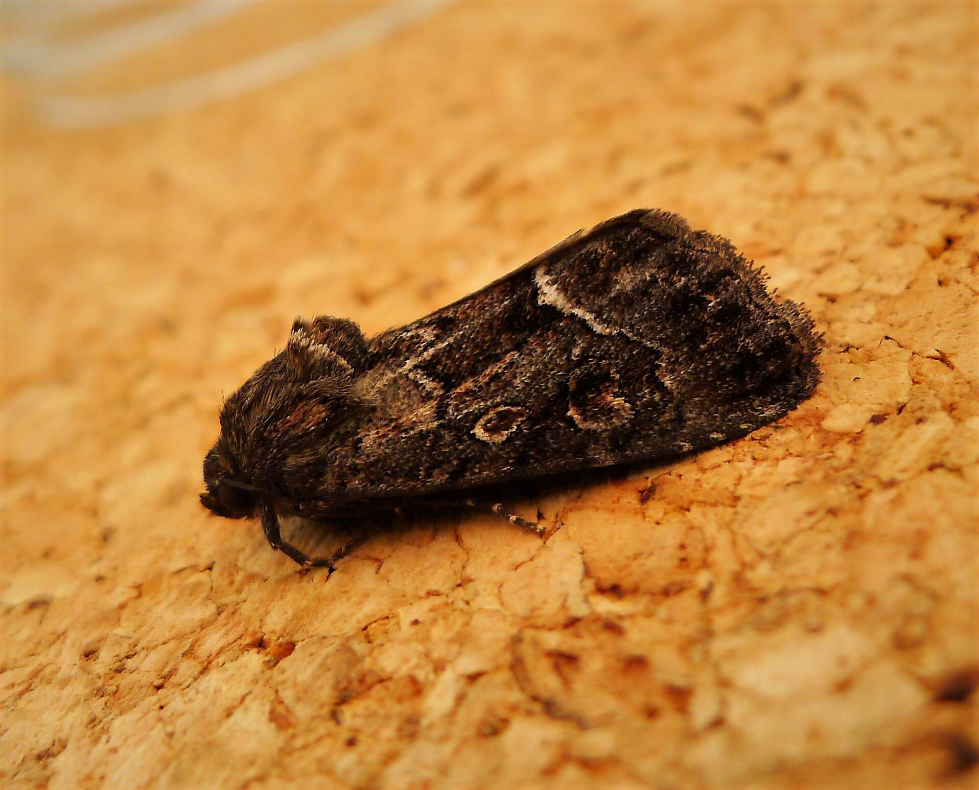 Image of straw underwing