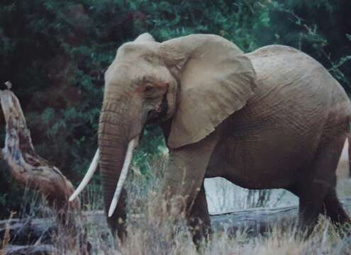 Image of <i>Loxodonta africana cyclotis</i> (Matschie 1900)