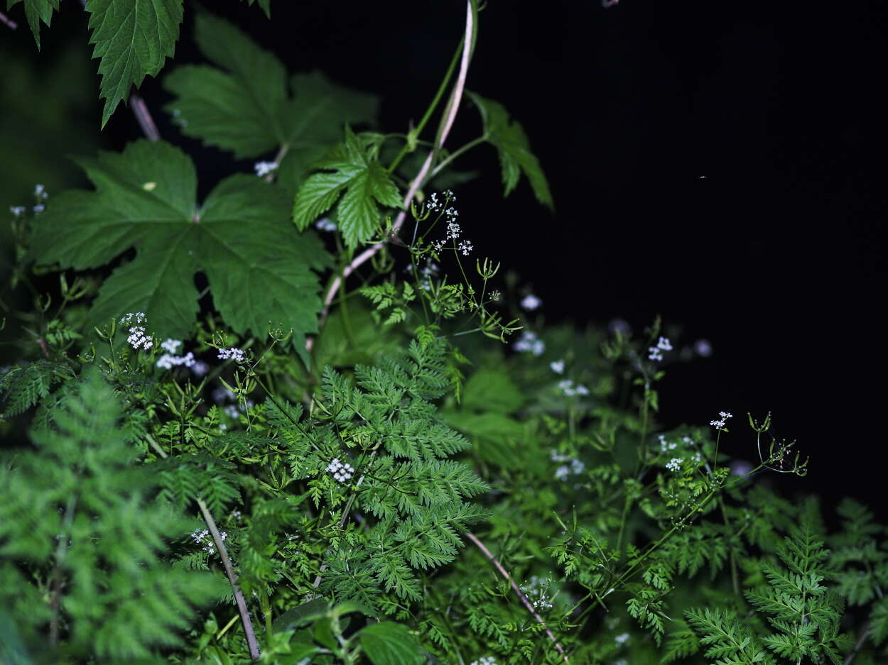 Image of chervil