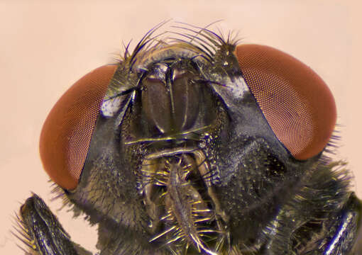 Image of house fly