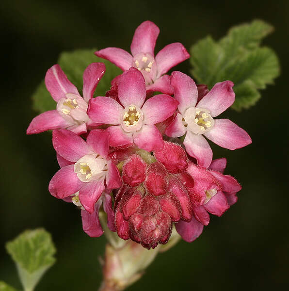 Imagem de Ribes