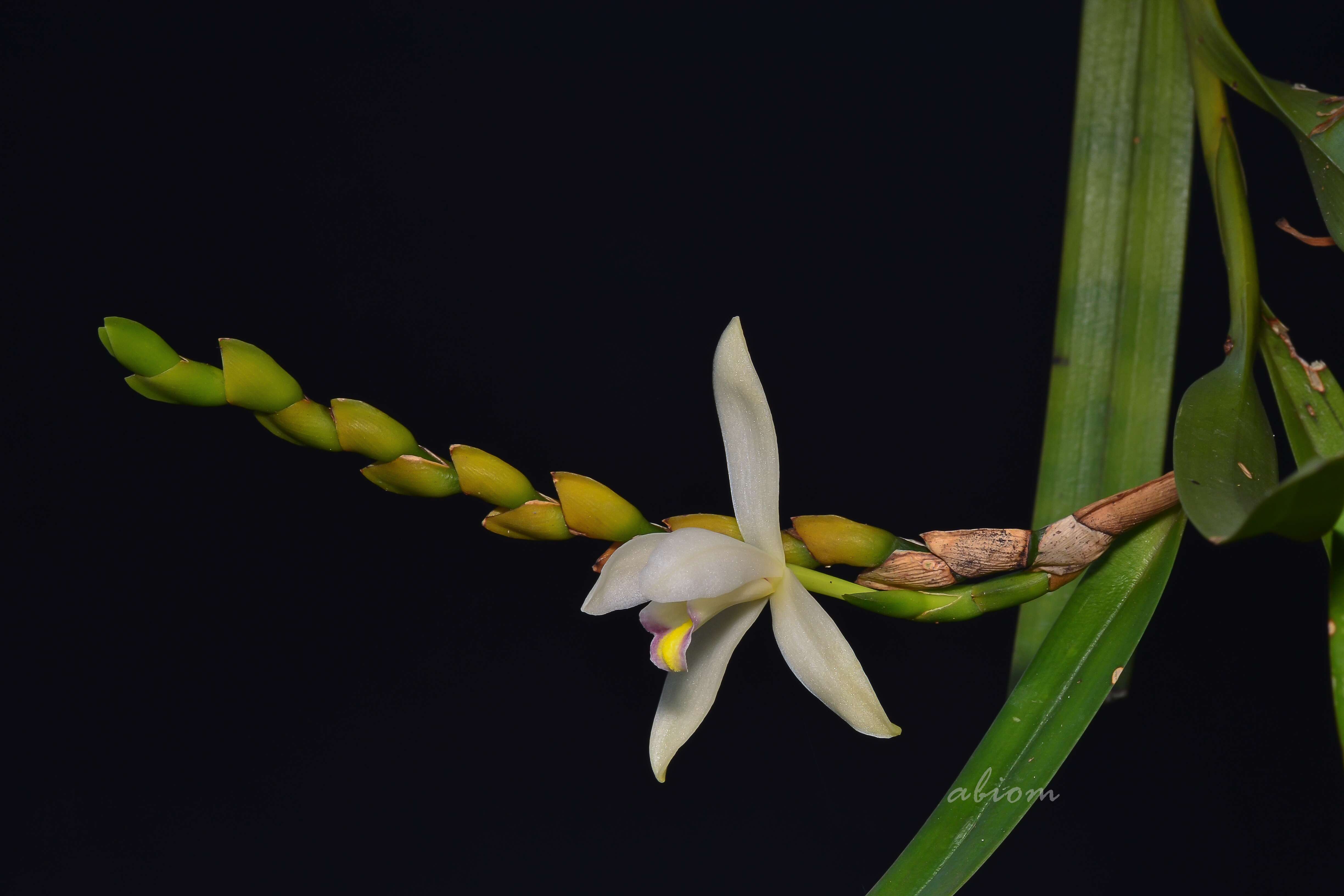 Image of Bromheadia alticola Ridl.