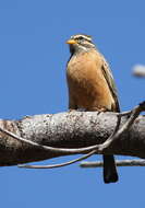 Image of Cinnamon-breasted Bunting