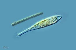 Image de Trachelophyllum Claparède & Lachmann 1859