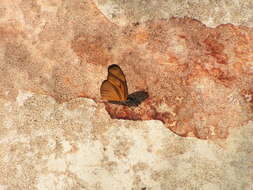 Image of Lepidoptera