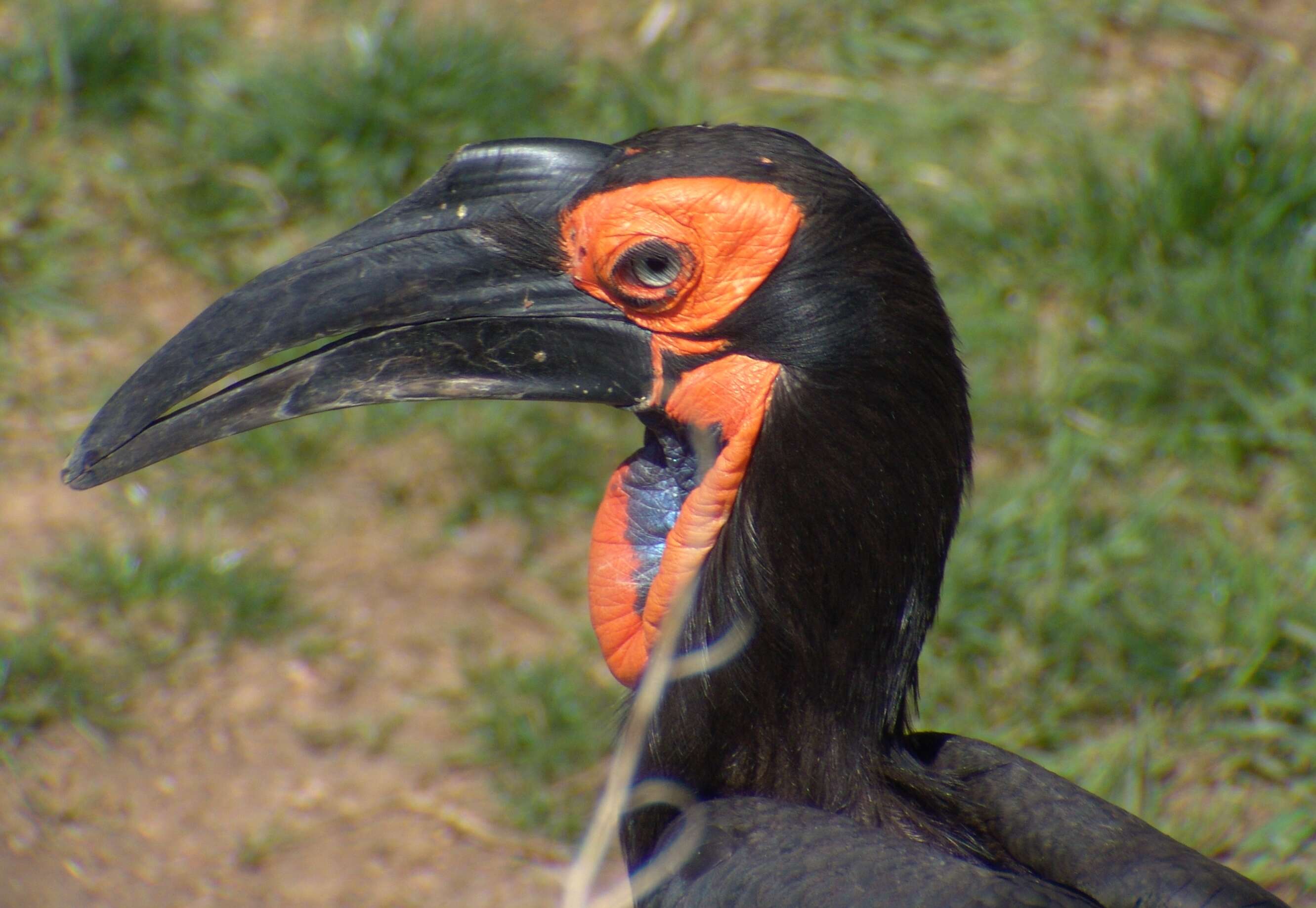 Imagem de Bucorvus leadbeateri (Vigors 1825)