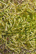 Image of scleropodium moss