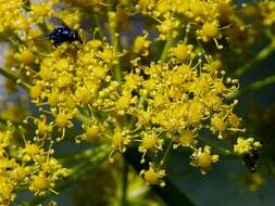 Image of Giant Fennel