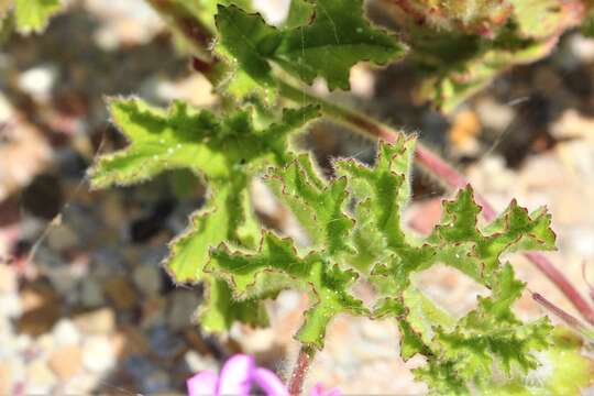 Image of rose scented geranium