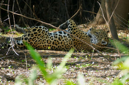 Image of big cats