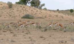 Image of Springbok