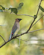 Image de Bombycillidae