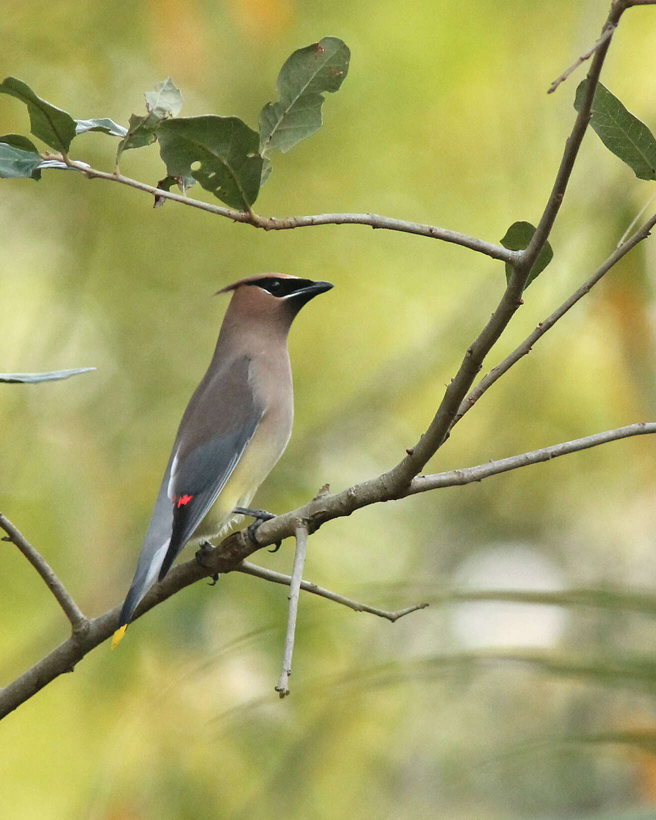 Image de Bombycillidae