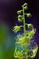 Image of Brewer's miterwort