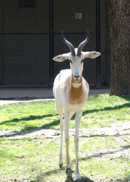 Image of Addra Gazelle