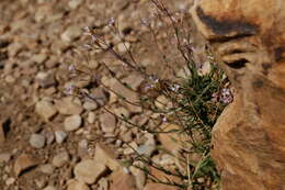 Image of littleleaf rockcress