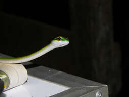 Image of Cope's Parrot Snake