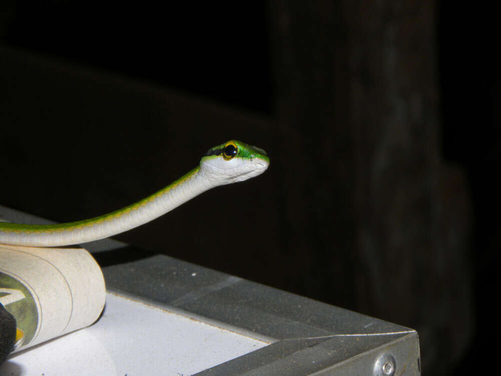 Image of Irregular Green Snake