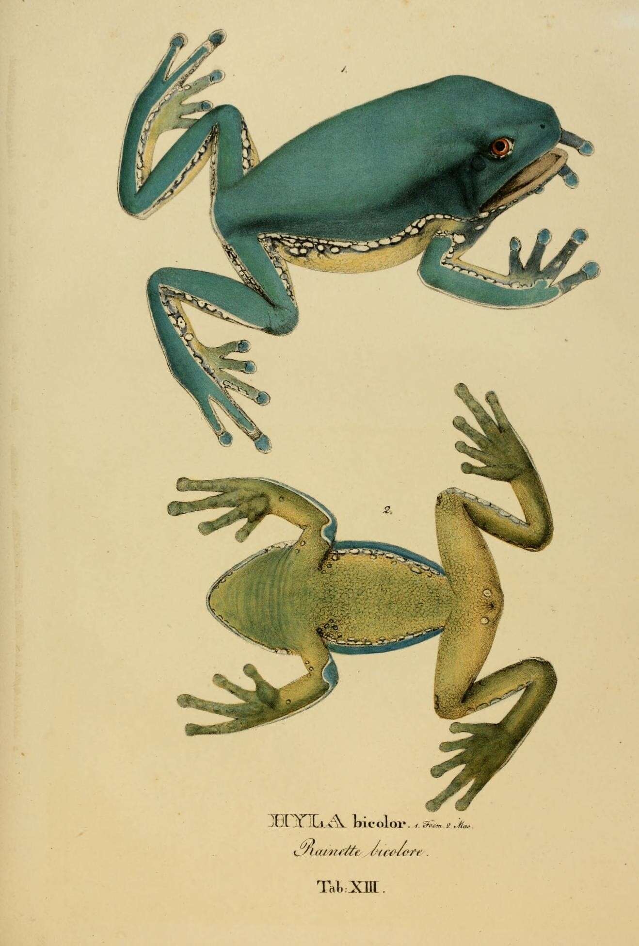 Image of Leaf Frogs