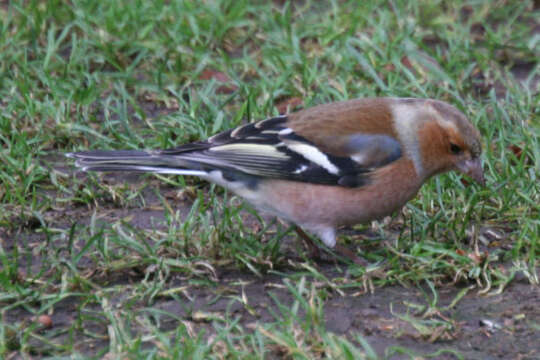 Image of Fringilla Linnaeus 1758