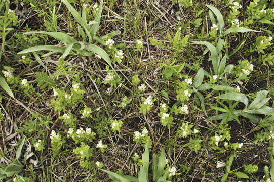 Image of Bastard-Toadflax