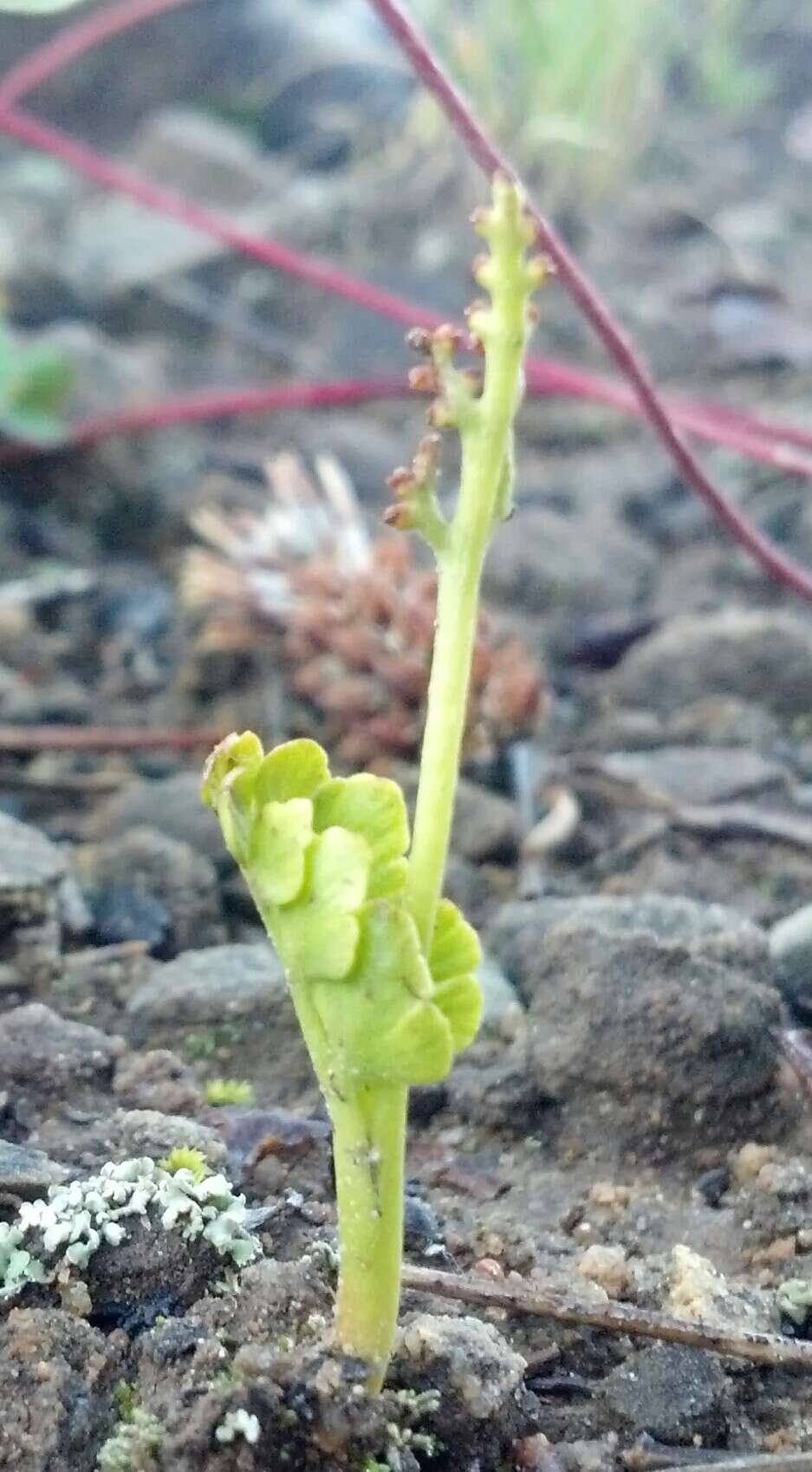 Image of Botrychium neolunaria Stensvold & Farrar