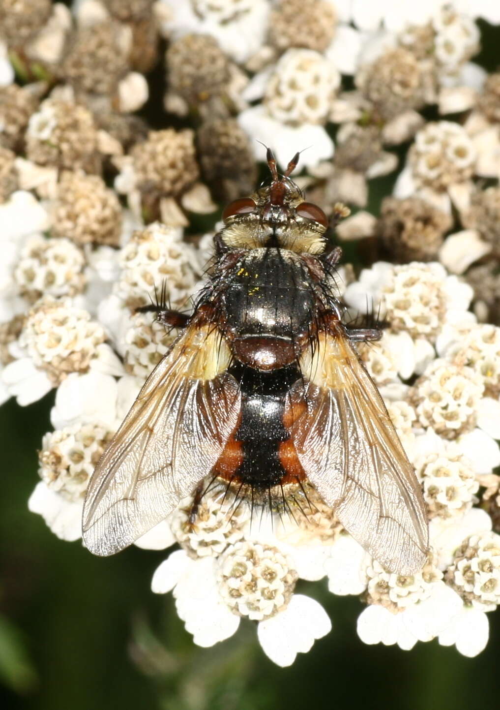 Image de Tachina fera (Linnaeus 1761)