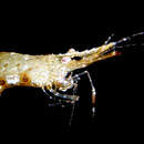 Image of brown glass shrimp
