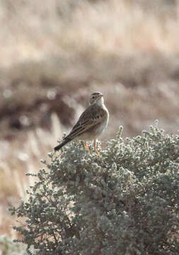 Image de Pipit austral