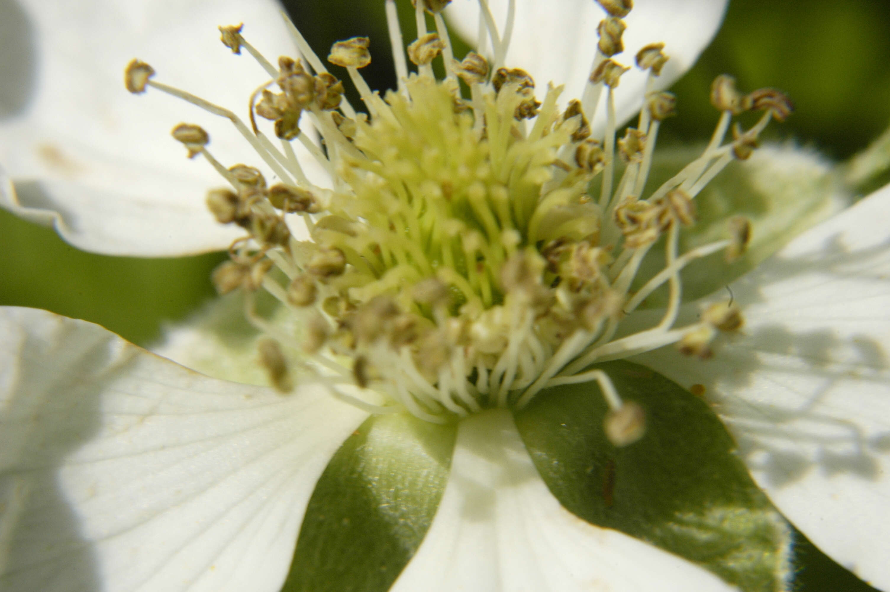 Image of avens