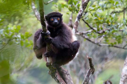 Image of Sifaka