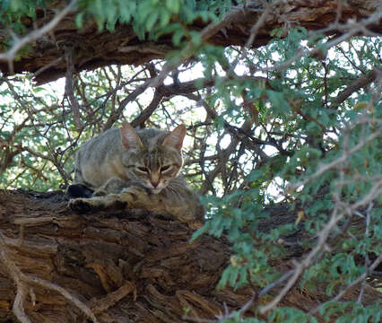 Image of African Wildcat