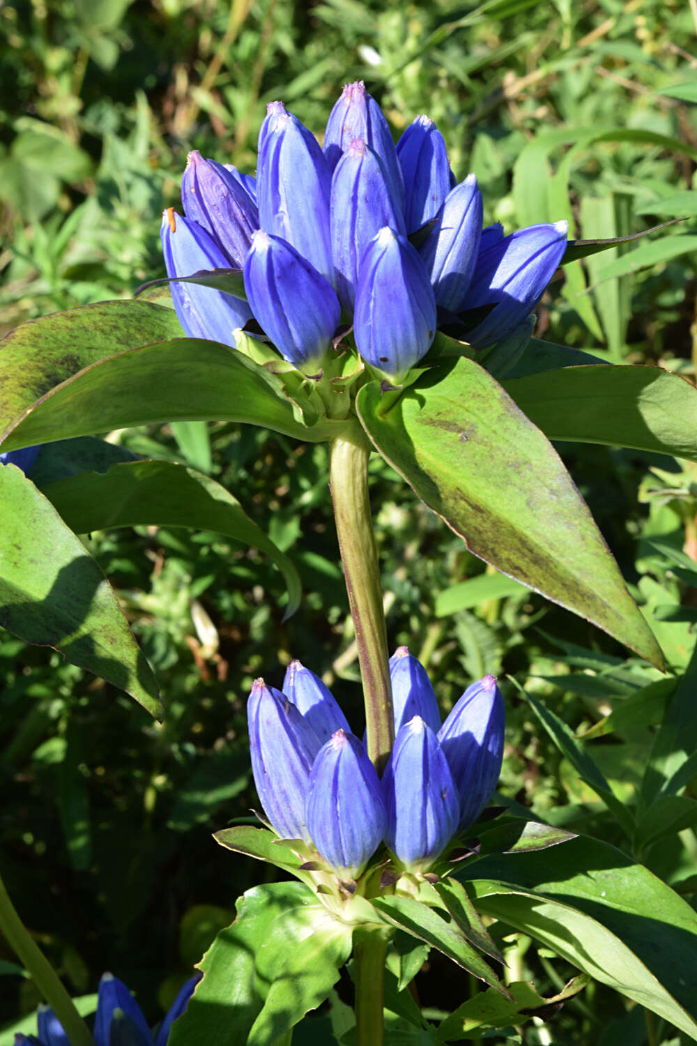 Image de Gentiana andrewsii Griseb.