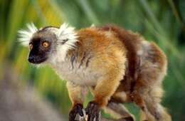 Image of true lemur